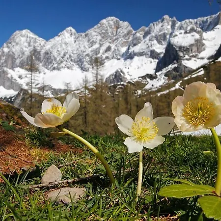 Hotel Roessl By Skinetworks Schladming